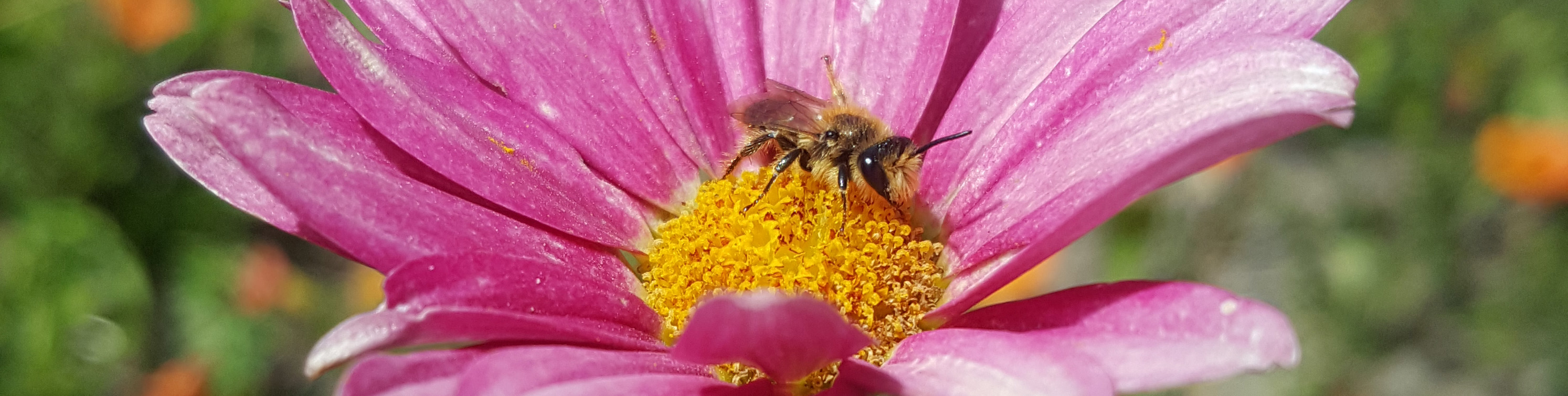 Restore Bees How Can I Help Save the Bees? – Jandt Lab